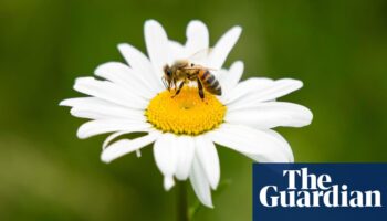 UK may approve bee-killing pesticide despite election promise to ban it