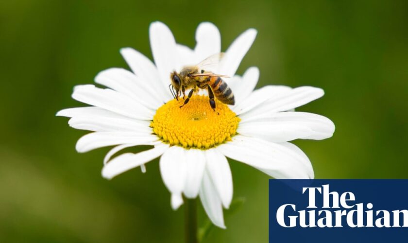 UK may approve bee-killing pesticide despite election promise to ban it