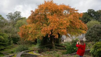 UK to have 'mixed bag' of autumnal displays and vegetable patches due to soggy year