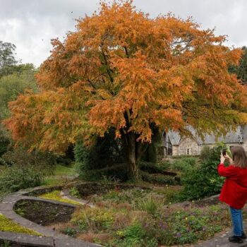 UK to have 'mixed bag' of autumnal displays and vegetable patches due to soggy year