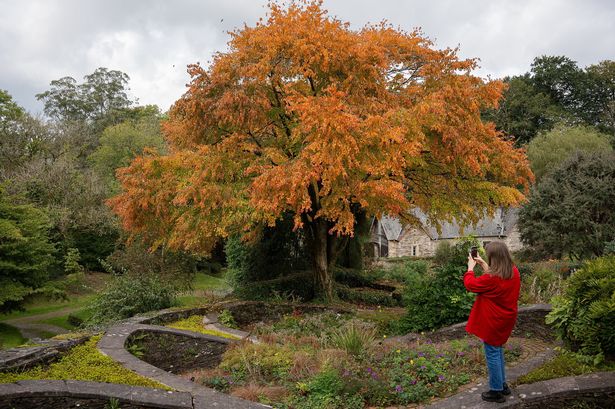 UK to have 'mixed bag' of autumnal displays and vegetable patches due to soggy year