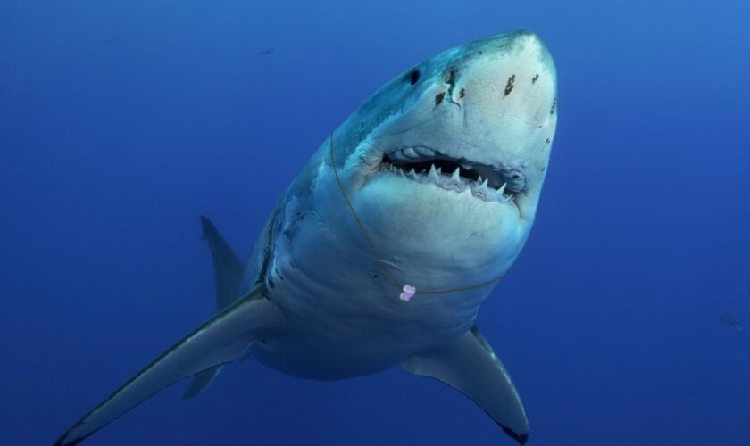 Un requin devenu subitement cool depuis qu’il porte un collier avec une dent de surfeur