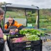 Une ferme bio de Longpont recueille 13 000 euros de dons pour récolter ses légumes dans de bonnes conditions