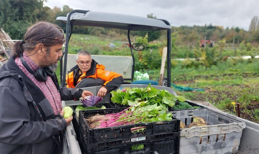 Une ferme bio de Longpont recueille 13 000 euros de dons pour récolter ses légumes dans de bonnes conditions