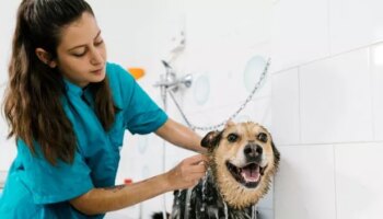 Vet shares exactly how often you should wash your dog – it's probably not what you think