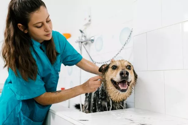 Vet shares exactly how often you should wash your dog – it's probably not what you think