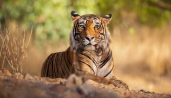 Vietnam : une épidémie de grippe aviaire tue une cinquantaine de tigres dans des zoos