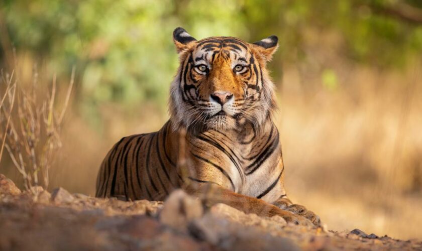 Vietnam : une épidémie de grippe aviaire tue une cinquantaine de tigres dans des zoos