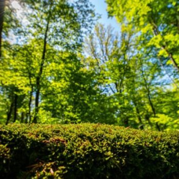 Der Wald in NRW hat sich verändert (Foto Archiv). Foto: Guido Kirchner/dpa