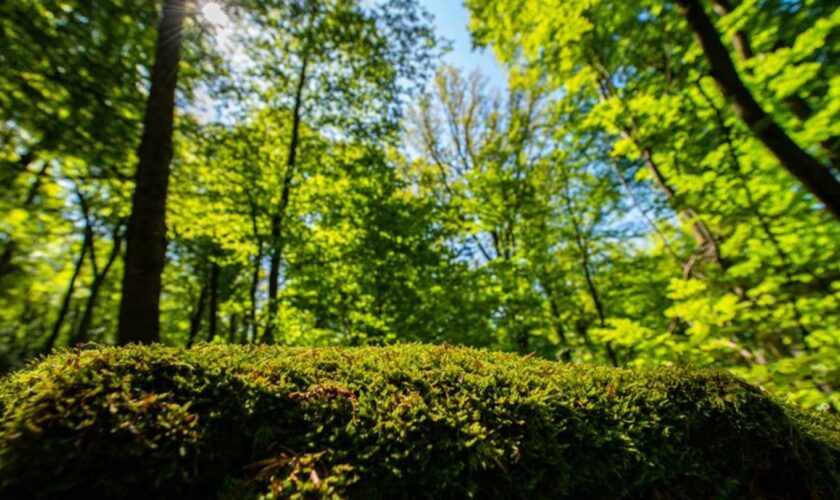 Der Wald in NRW hat sich verändert (Foto Archiv). Foto: Guido Kirchner/dpa