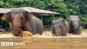 Watch: Elephants escape floodwaters in Thailand