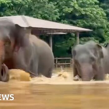 Watch: Elephants escape floodwaters in Thailand