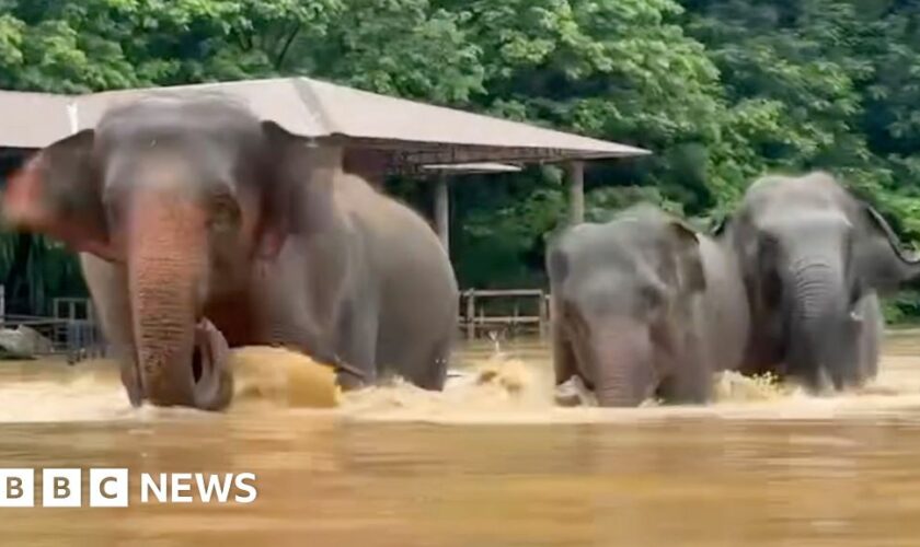 Watch: Elephants escape floodwaters in Thailand