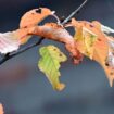 Pünktlich zum Ferienbeginn gibt es Herbstwetter in Nordrhein-Westfalen. (Symbolbild) Foto: Federico Gambarini/dpa