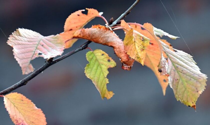 Pünktlich zum Ferienbeginn gibt es Herbstwetter in Nordrhein-Westfalen. (Symbolbild) Foto: Federico Gambarini/dpa