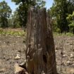 World missed deforestation goal in 2023, report says