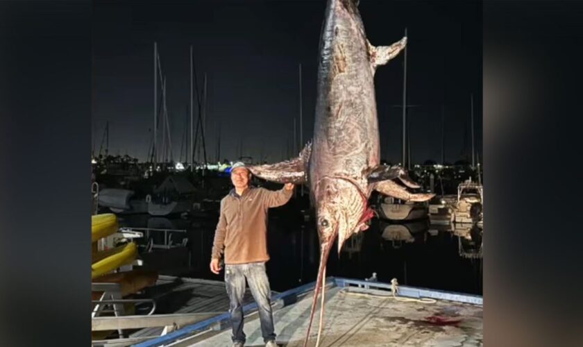 XXL-Fang: Fischer zieht Rekord-Schwertfisch aus dem Meer