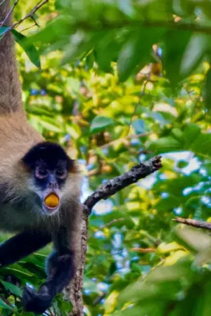 ¿Consumen alcohol los animales para emborracharse?