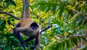 ¿Consumen alcohol los animales para emborracharse?