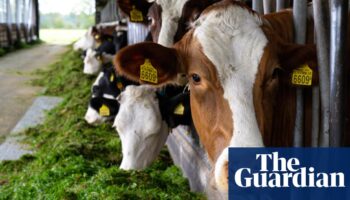 ‘We didn’t realise how hard it is’: small farmers in Europe struggle to get by