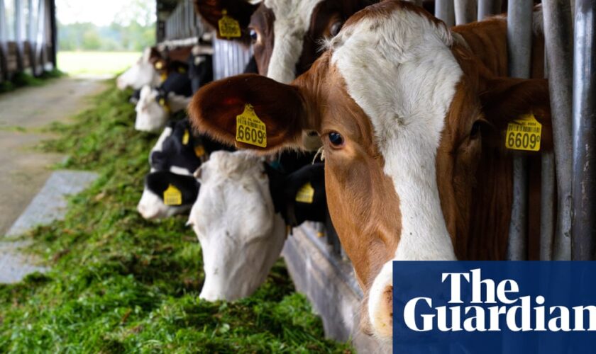 ‘We didn’t realise how hard it is’: small farmers in Europe struggle to get by