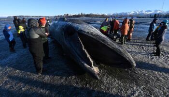 14 Meter langes Tier: Angespülter Finnwal wird zur Attraktion in Alaska