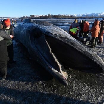 14 Meter langes Tier: Angespülter Finnwal wird zur Attraktion in Alaska