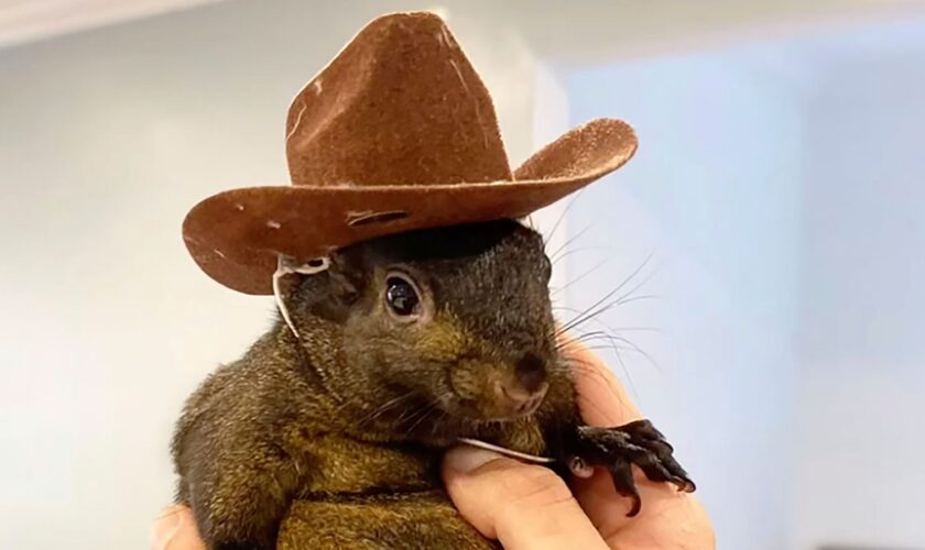 Social media star squirrel seized in New York raid