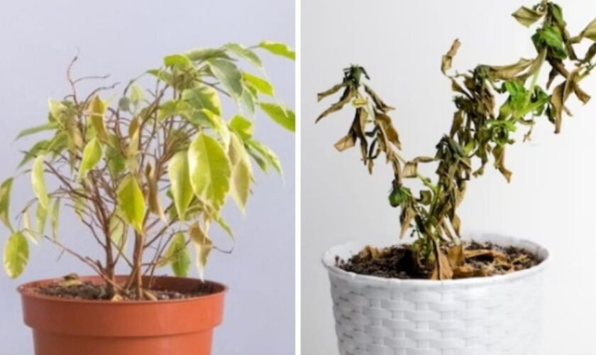 Cette épice peut redonner vie à vos plantes en pot malades ou desséchées - c'est magique