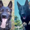 Two police dogs found dead in handler’s car after ventilation system failed