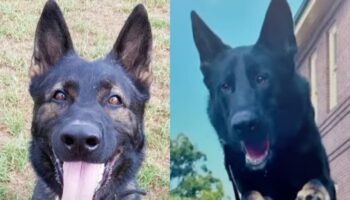 Two police dogs found dead in handler’s car after ventilation system failed