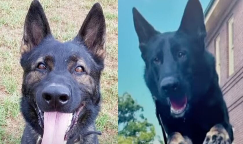 Two police dogs found dead in handler’s car after ventilation system failed