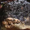 Cassius the crocodile at the Marineland Melanesia on Green Island, in Cairns, Australia. Pic: Reuters