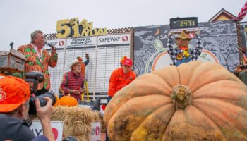 Des courges grosses à en perdre la tête