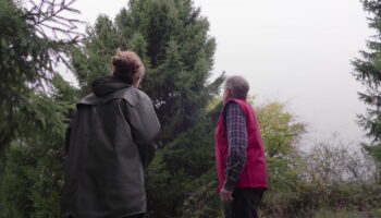 First look at iconic Covent Garden Christmas tree as 2024 Norwegian Spruce chosen