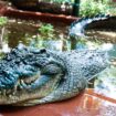 Cassius, le plus grand crocodile du monde en captivité est mort en Australie