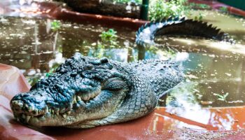 Cassius, le plus grand crocodile du monde en captivité est mort en Australie