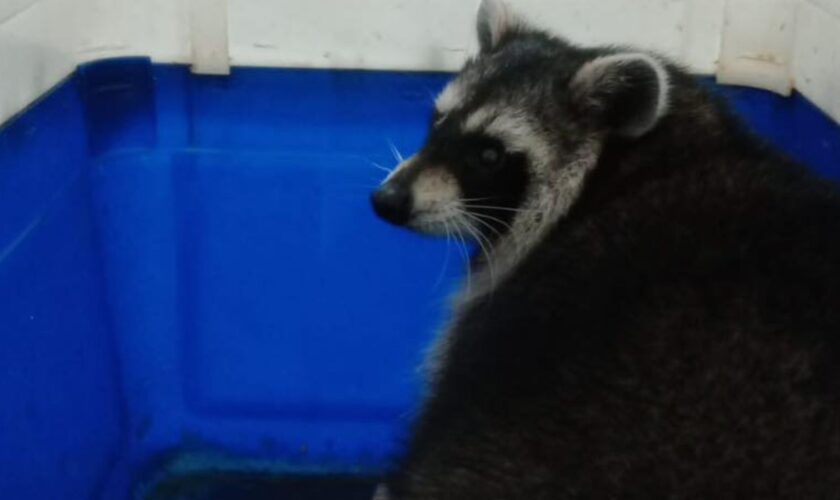 One of four racoons missing from the zoo on the Isle of Wight. Pic: Amazon World Zoo Park/PA