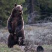 This photo provided by Grand Teton National Park shows Grizzly bear No. 399 and her one-year-old cub after emerging from hibernation, May 16, 2023. (C. Adams/National Park Service via AP)