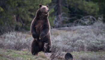 This photo provided by Grand Teton National Park shows Grizzly bear No. 399 and her one-year-old cub after emerging from hibernation, May 16, 2023. (C. Adams/National Park Service via AP)