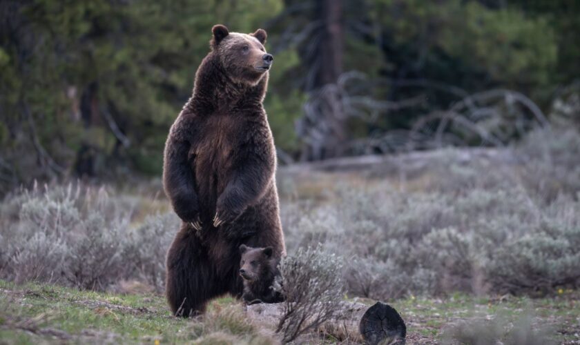 This photo provided by Grand Teton National Park shows Grizzly bear No. 399 and her one-year-old cub after emerging from hibernation, May 16, 2023. (C. Adams/National Park Service via AP)