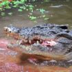 «Un membre chéri de notre famille» : Cassius, le plus grand crocodile en captivité du monde, est mort en Australie