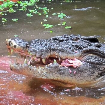 «Un membre chéri de notre famille» : Cassius, le plus grand crocodile en captivité du monde, est mort en Australie