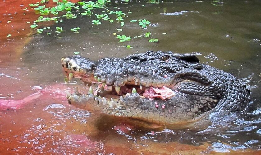 «Un membre chéri de notre famille» : Cassius, le plus grand crocodile en captivité du monde, est mort en Australie