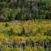 “Pando” : le plus grand organisme vivant du monde serait aussi le plus vieux