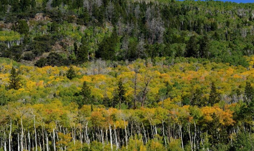 “Pando” : le plus grand organisme vivant du monde serait aussi le plus vieux