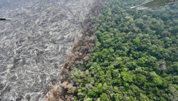 Amazonie brésilienne : le rythme de la déforestation à son plus bas niveau depuis neuf ans