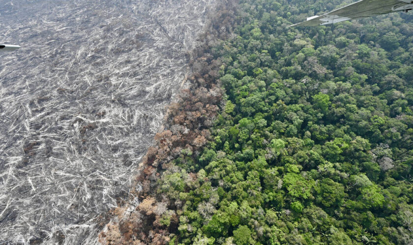 Amazonie brésilienne : le rythme de la déforestation à son plus bas niveau depuis neuf ans