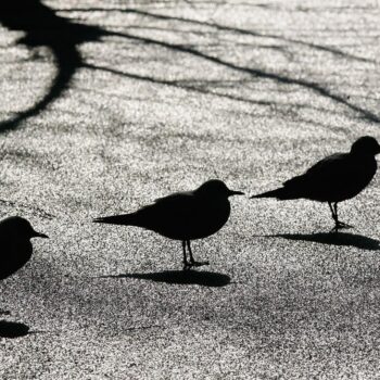 Geflügelhaltung: Ganz Österreich zum Risikogebiet für Vogelgrippe erklärt