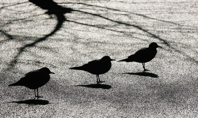 Geflügelhaltung: Ganz Österreich zum Risikogebiet für Vogelgrippe erklärt